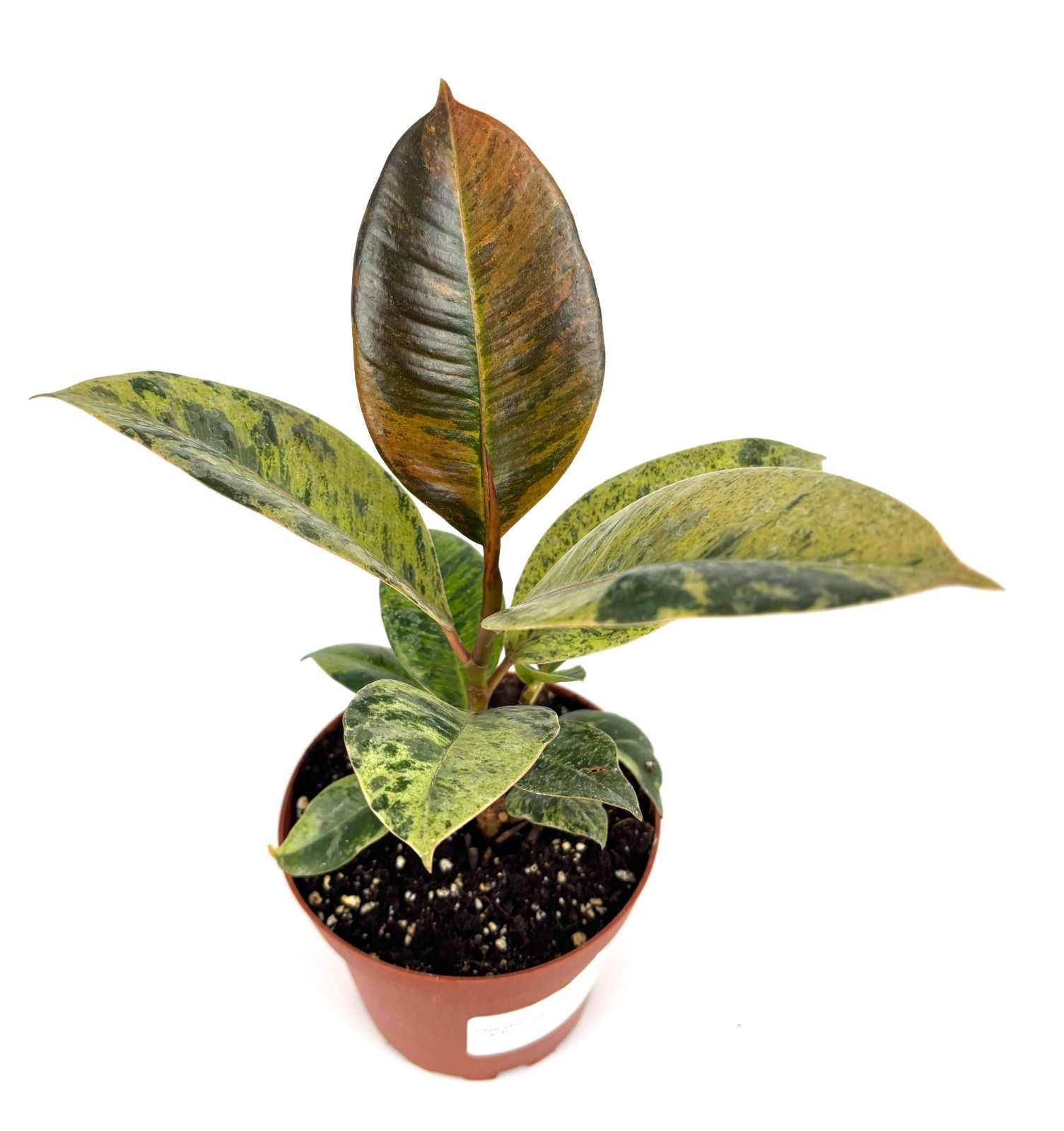 Ficus Shivereana Moonshine Live Potted House Plants Air Purifying