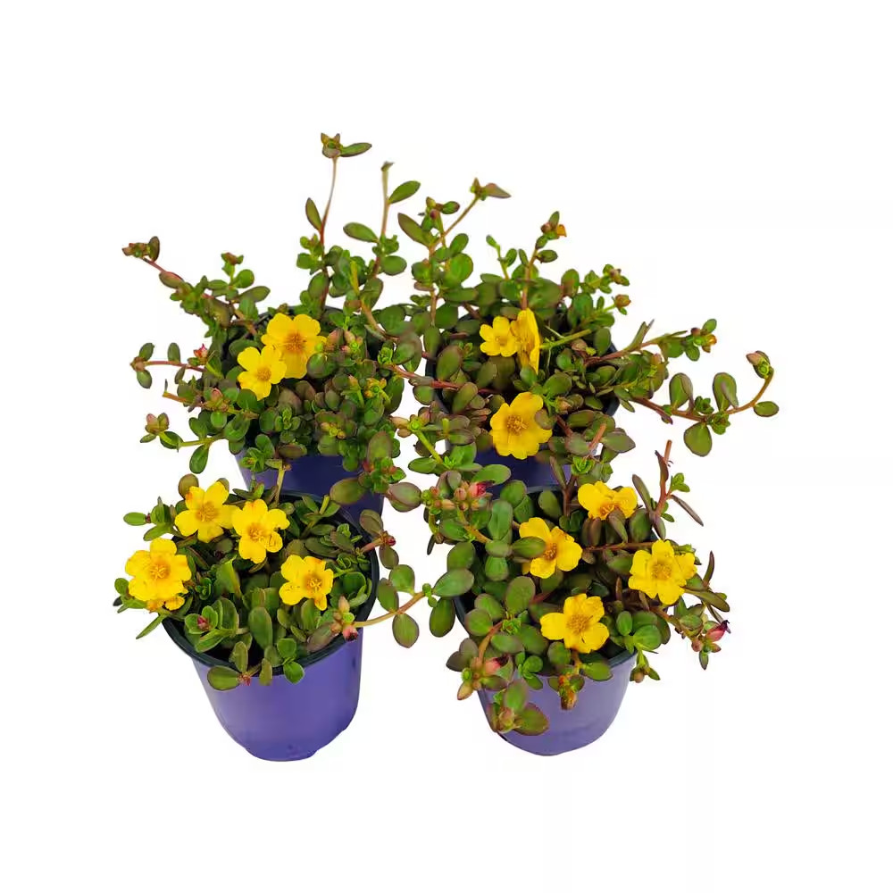 1.38 Pt. Purslane Plant Yellow Flowers in 4.5 In. Grower’S Pot (4-Plants)