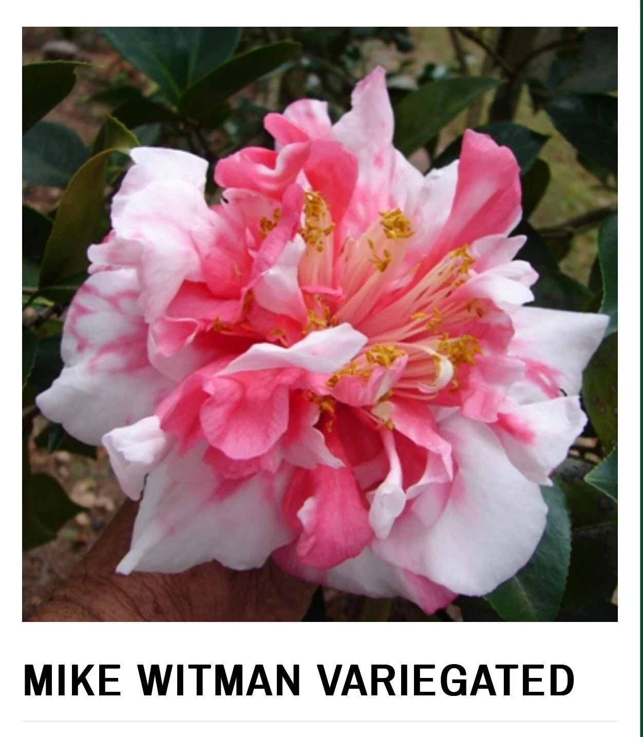 Mike Witman-Bicolor Bloom-Camellia Japonica-Live Starter Plant – Very Rare!