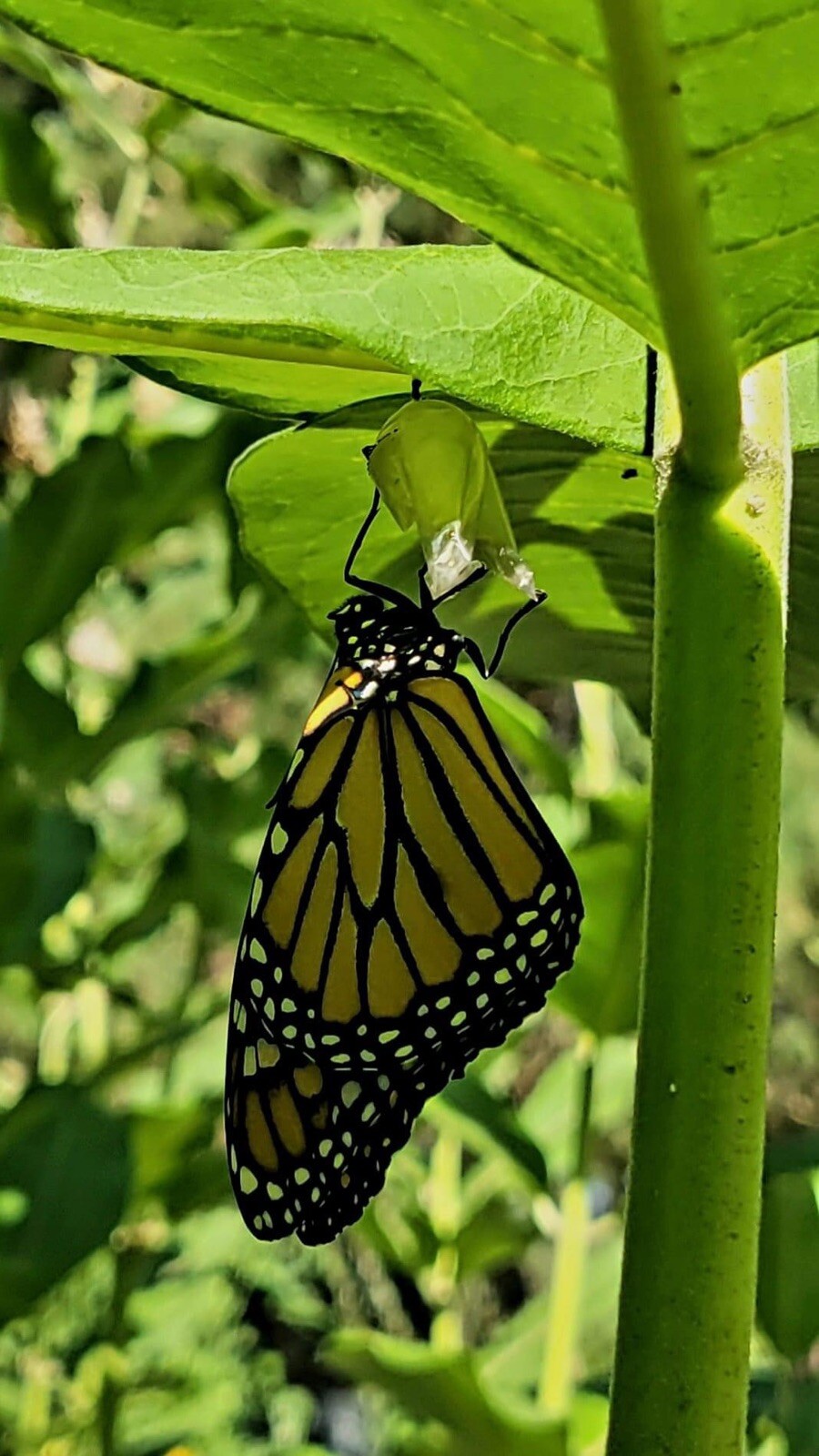 Common Milkweed 100+ seeds (Asclepias syriaca) Help Monarch Butterflies