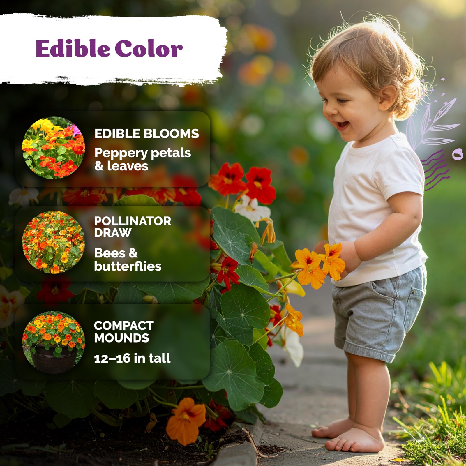 KVITER 75 Mix Jewel Nasturtium Seeds for Planting Outdoors (Tropaeolum Nanum)