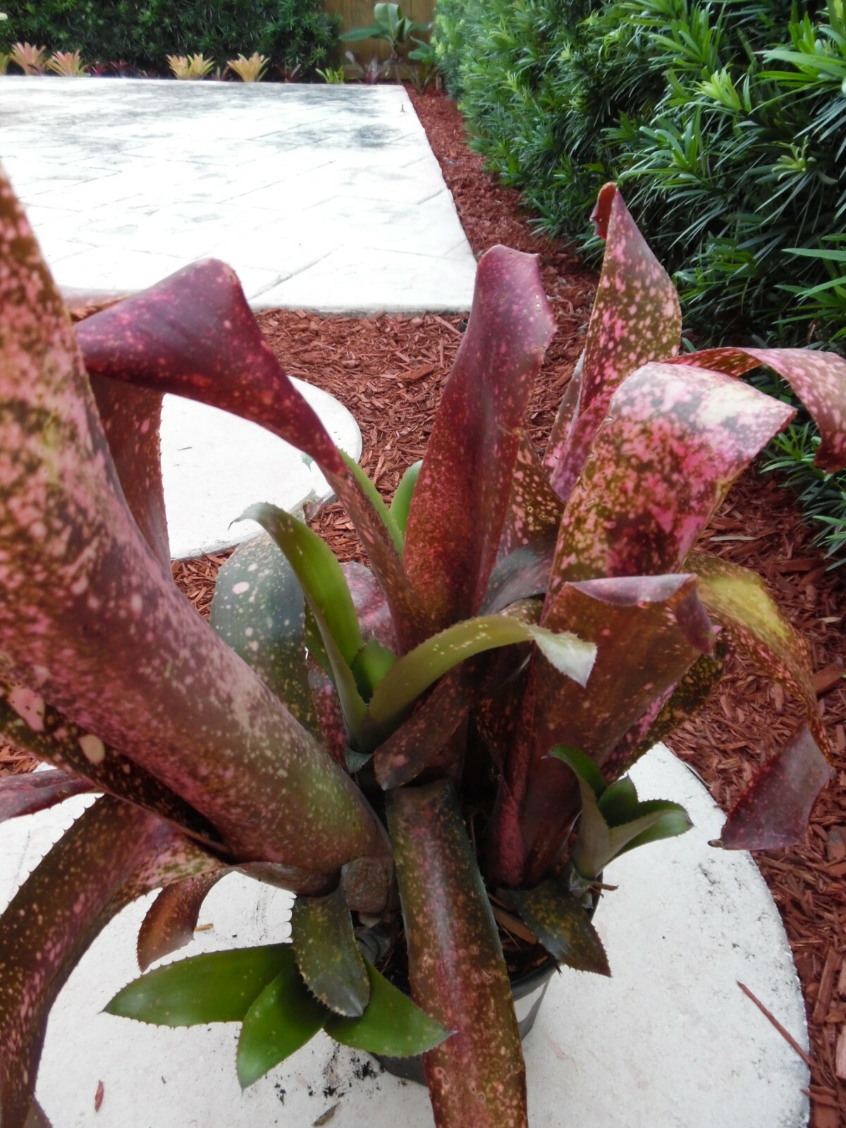 Billbergia PINK CHAMPAGNE Bromeliad one tropical plant ***SALE***