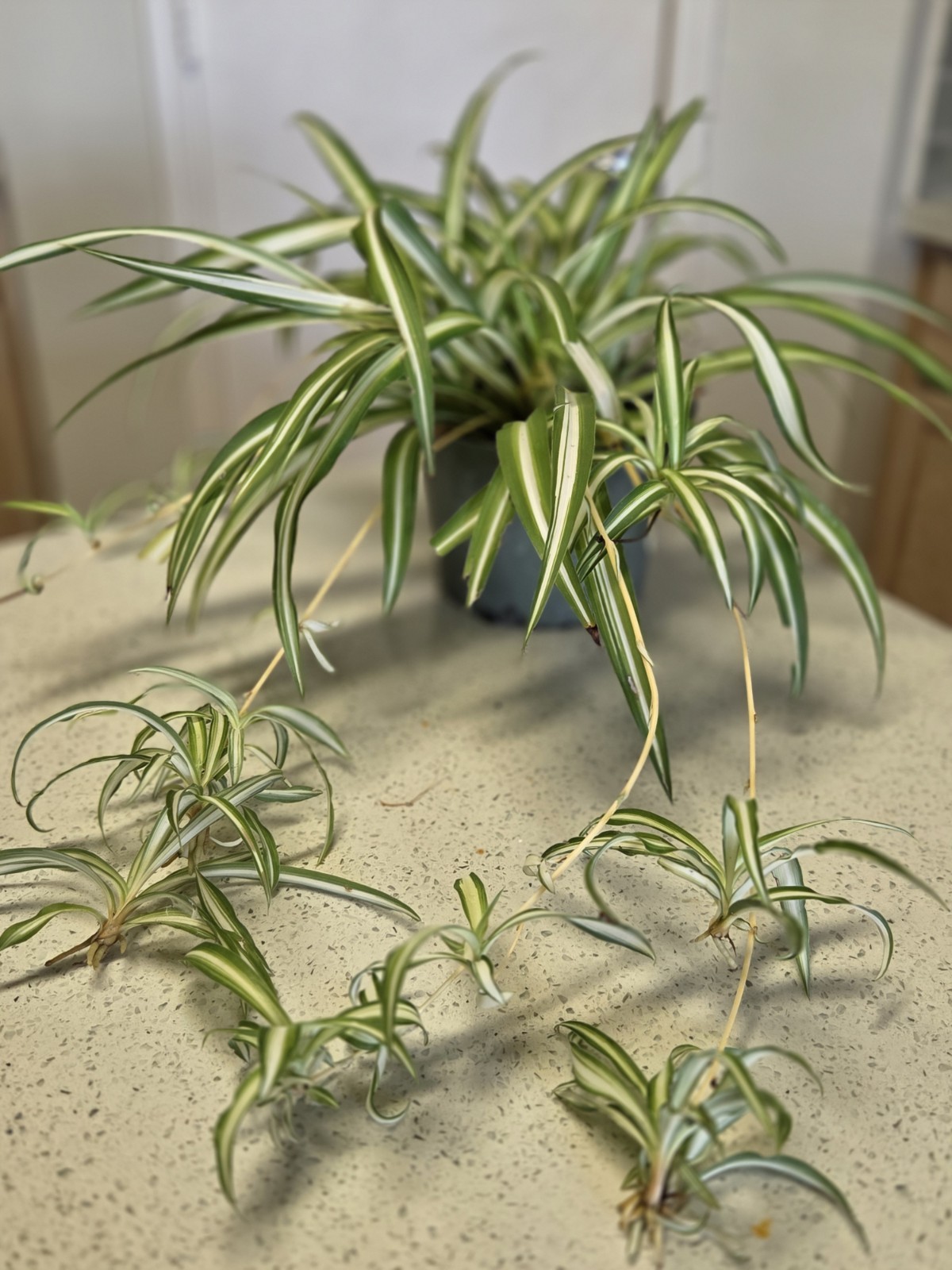 3 Spider Plants Rooted Easy To Care, Fast Growing