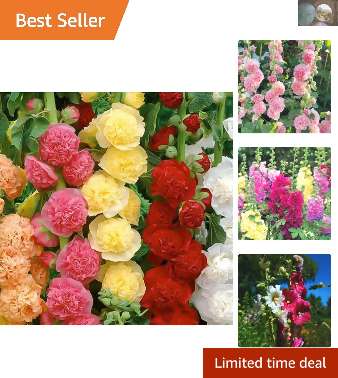 Giant Mallow Double Hollyhocks: 350+ Seeds for Colorful Home Garden Displays