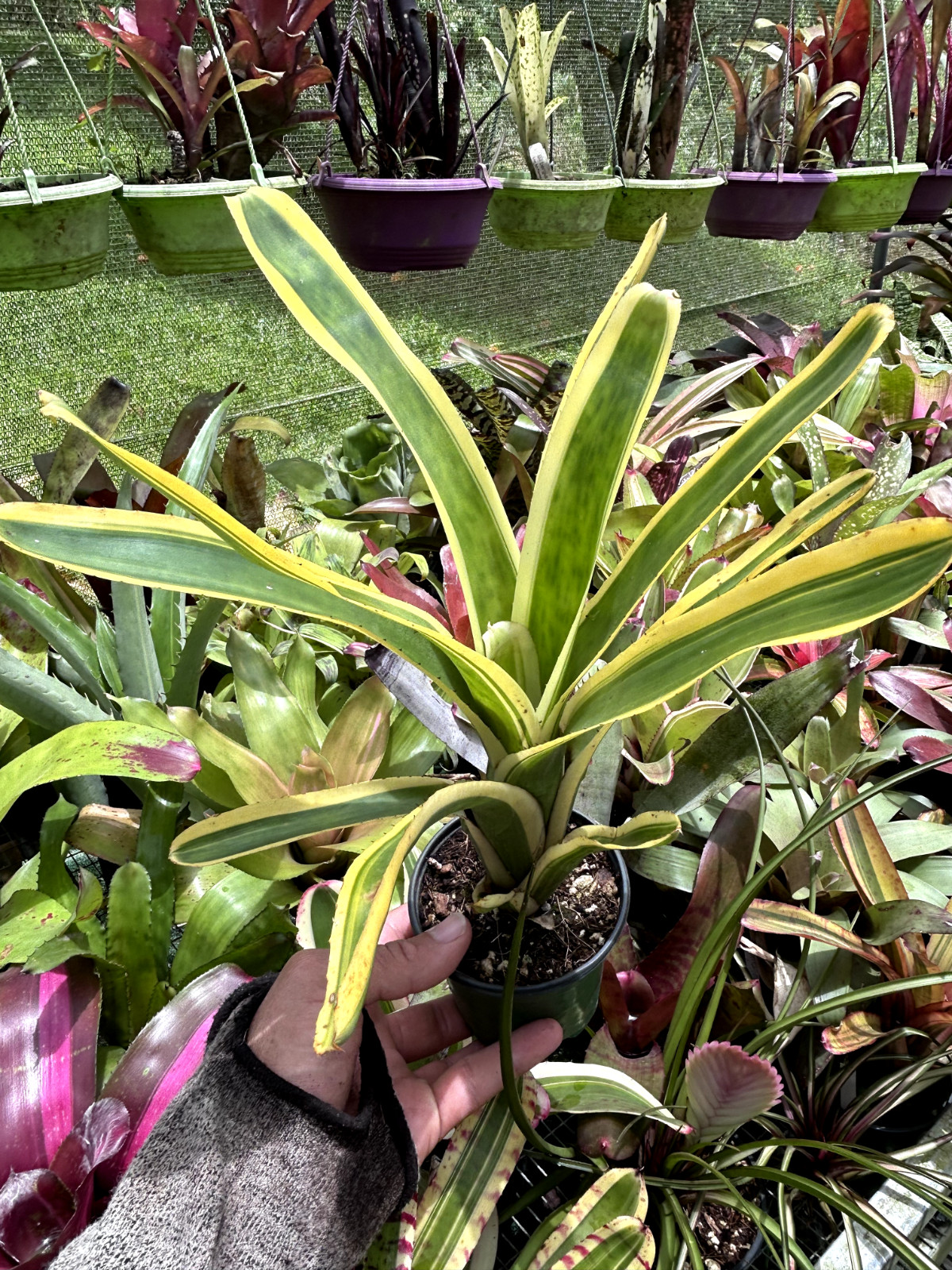 Bromeliad Sale! Aechmea nudicaulis ‘Flavormarginata’
