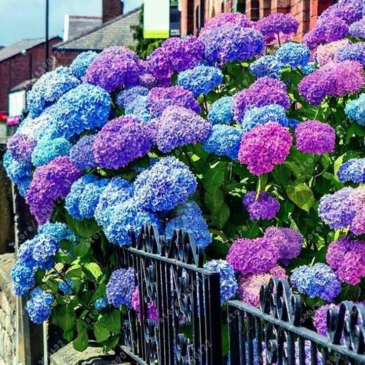 25pcs Blue Pink Purple Hydrangea – Beautiful and Hardy Blue, Pink,