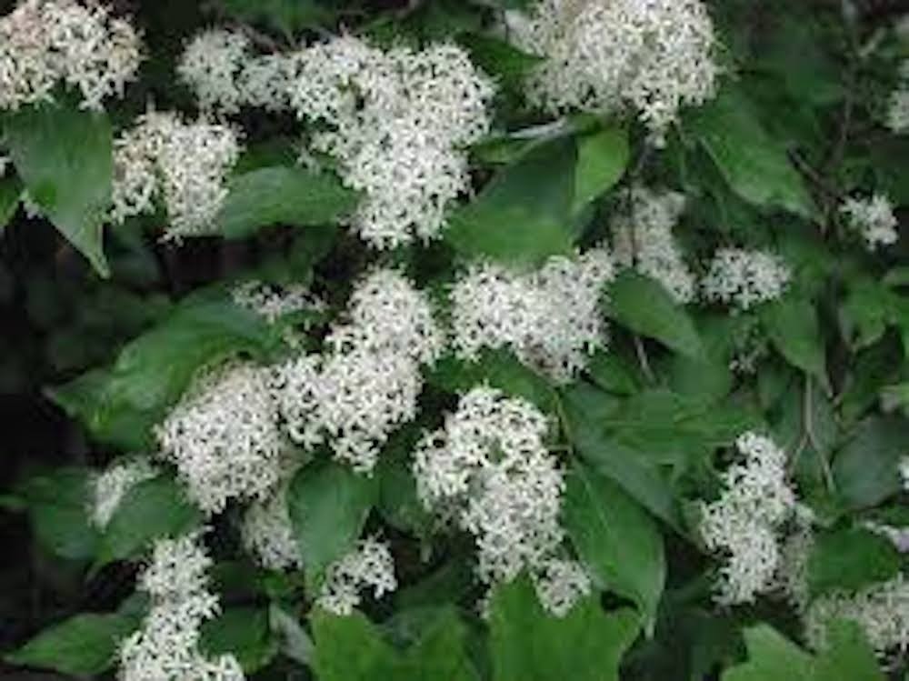 5 Red Twig Dogwood Shrub 12-24″ Tall Cornus sericea Landscape Coral Dogwood