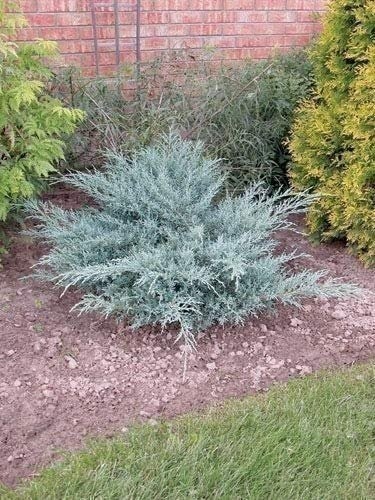 Juniper Angelica Blue – Live Plants – Juniperus Chinensis – Drought Tolerant…
