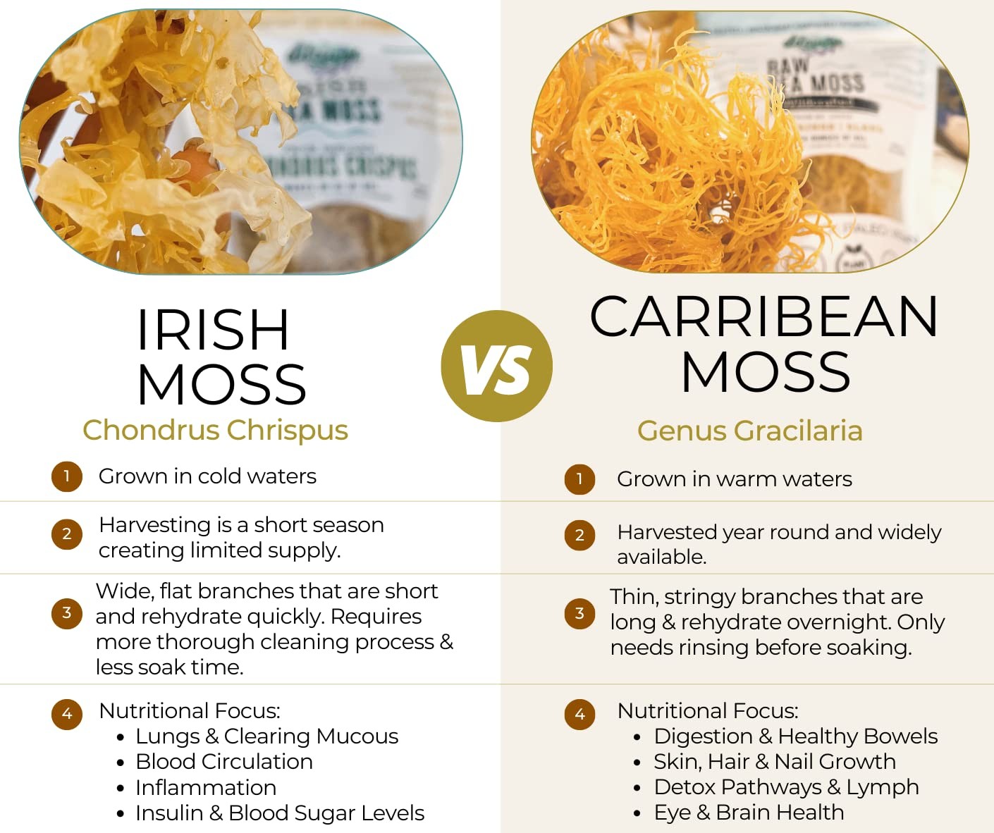 IRISH Sea Moss from Ireland | WILDCRAFTED | Chondrus 1.23 Ounces (Pack of 1)