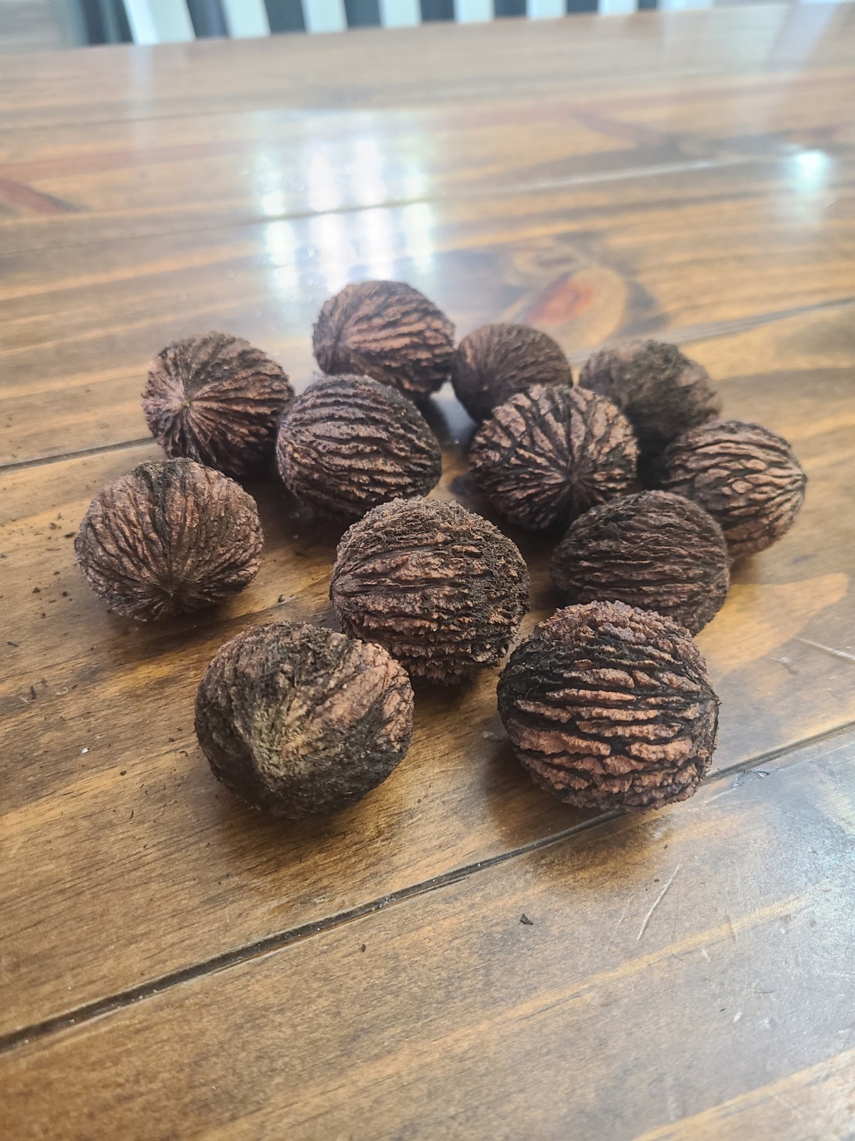 BLACK WALNUT SEEDS (12 Nuts) – Juglans Nigra- Farm Fresh From KY 2025 Harvest