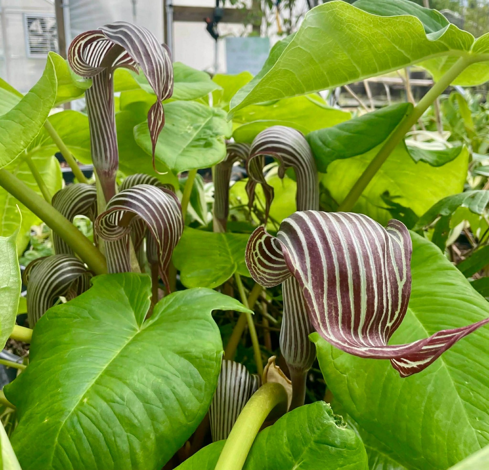 Arisaema Fargesii Jack in the Pulpit Voodoo Cobra Lily Corpse Flower Arum Bulbs