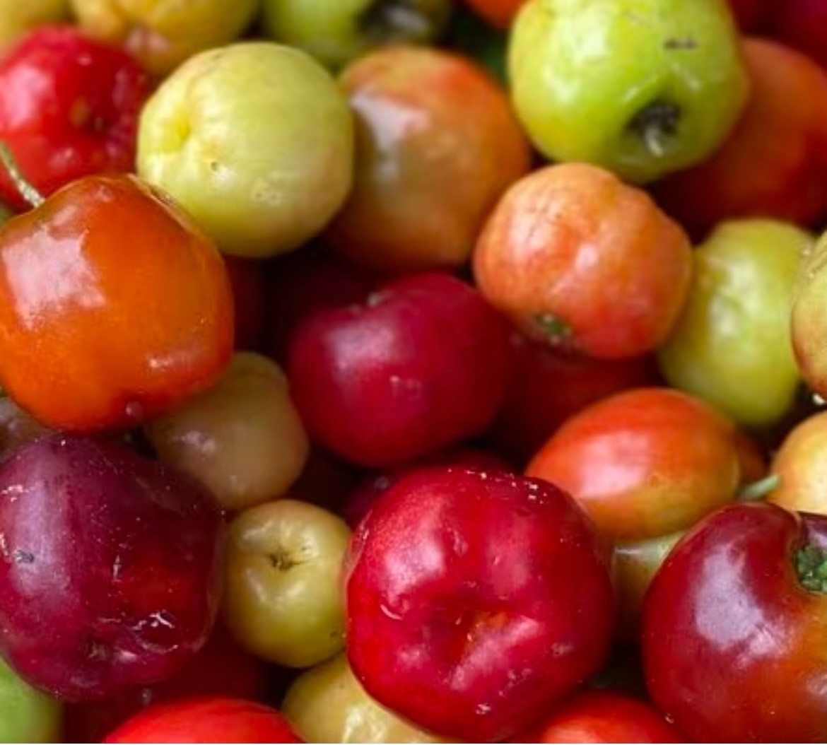 10 Malpighia emarginata Seeds | Acerola Barbados Cherry Tropical Fruit