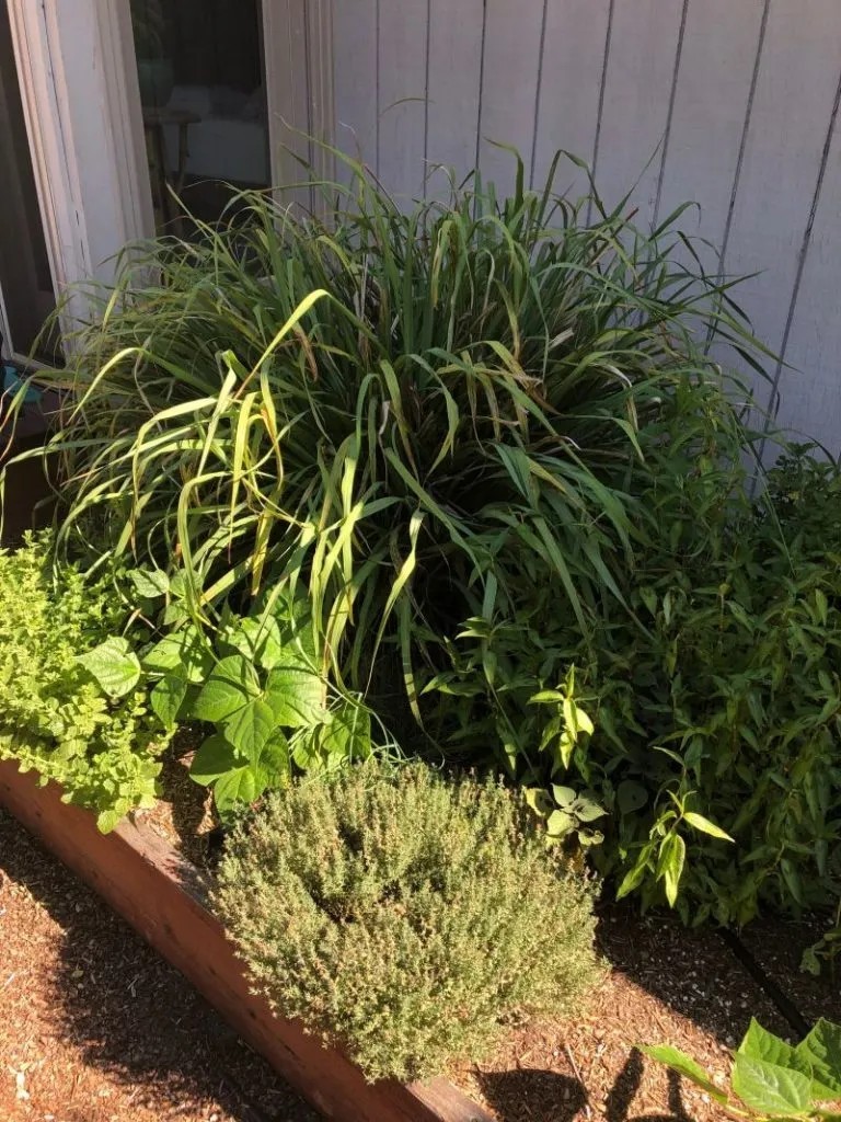 25 Live Lemongrass stalks USA grown, natural pest control safe for pets & kids