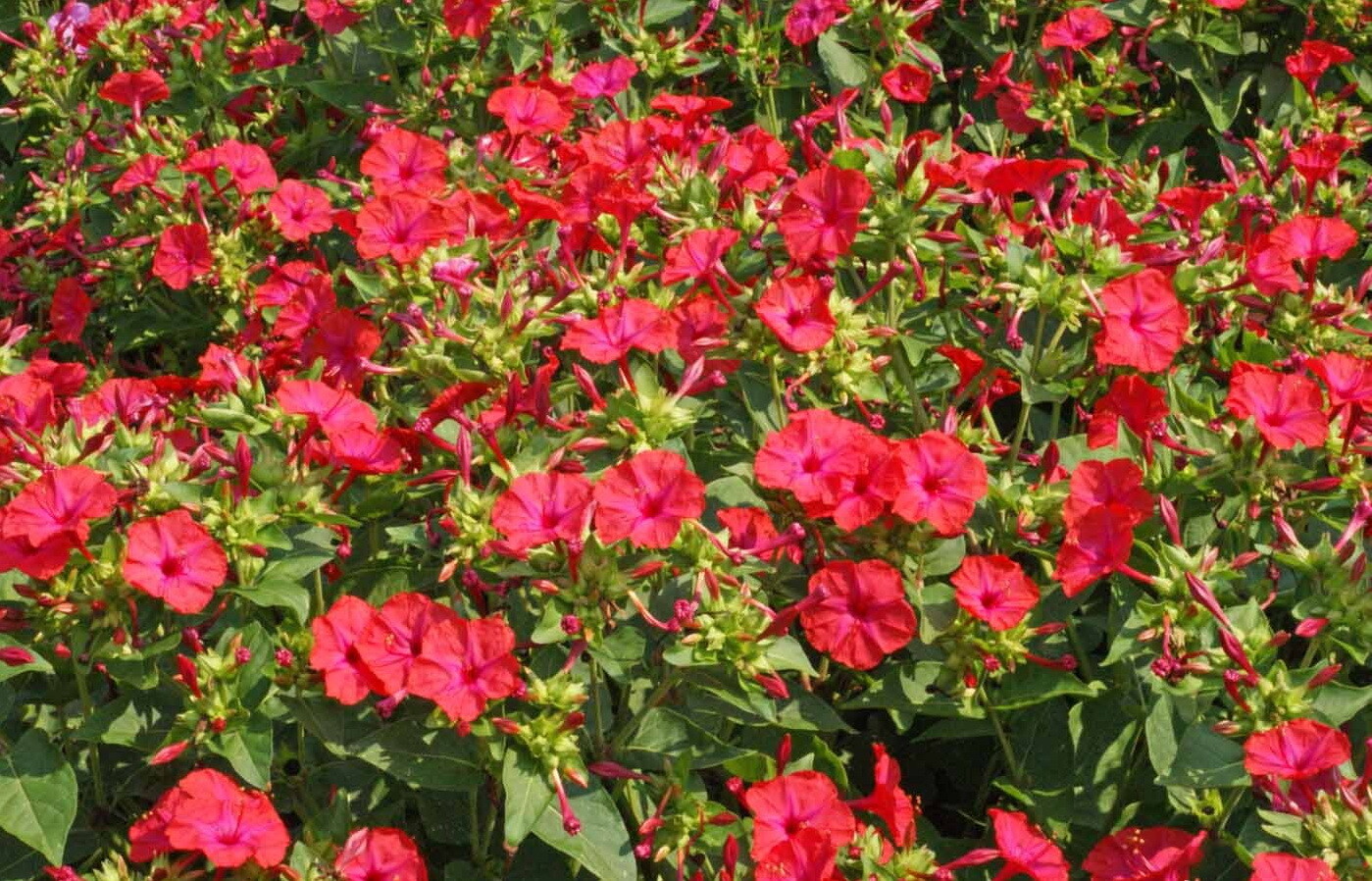 100 Red Four O’Clock Flower Seeds Mirabilis jalapa