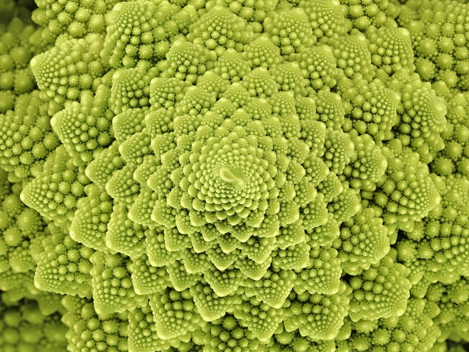 500 ROMANESCO BROCCOLI Broccoflower Cauliflower Brassica Vegetable Seeds *FlatSH