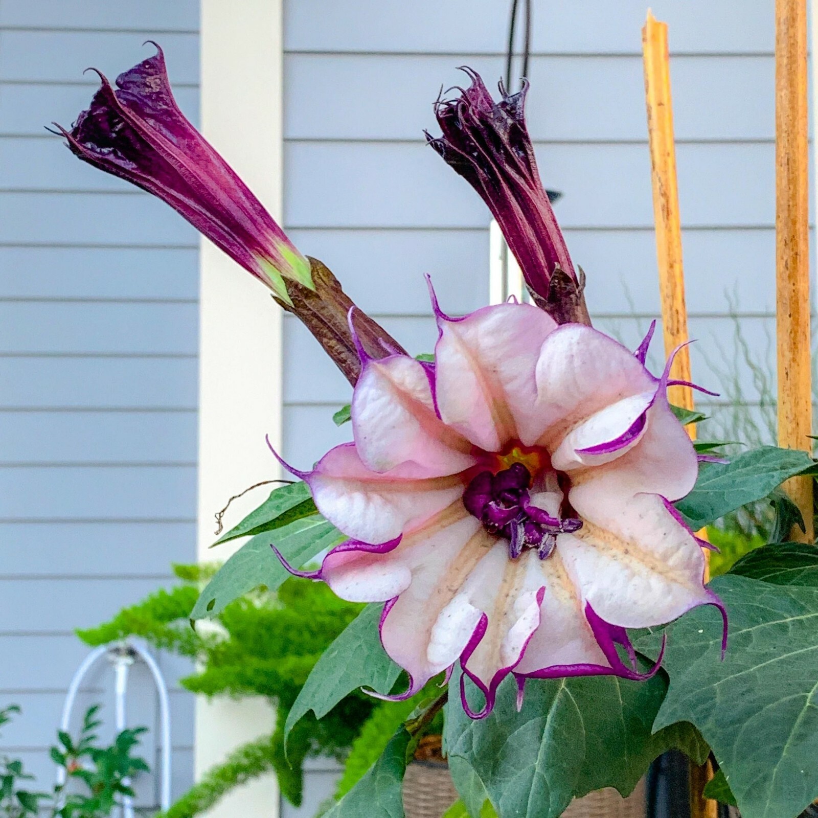 Ballerina Purple Devil Trumpet -Datura 10 Seeds Double & Triple Flowers Comb S/H
