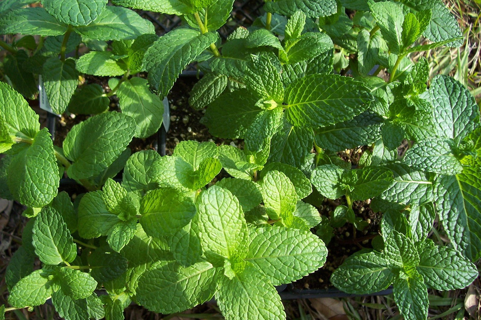 300 Spearmint Seeds Herb Seeds Garden Starts Nursery