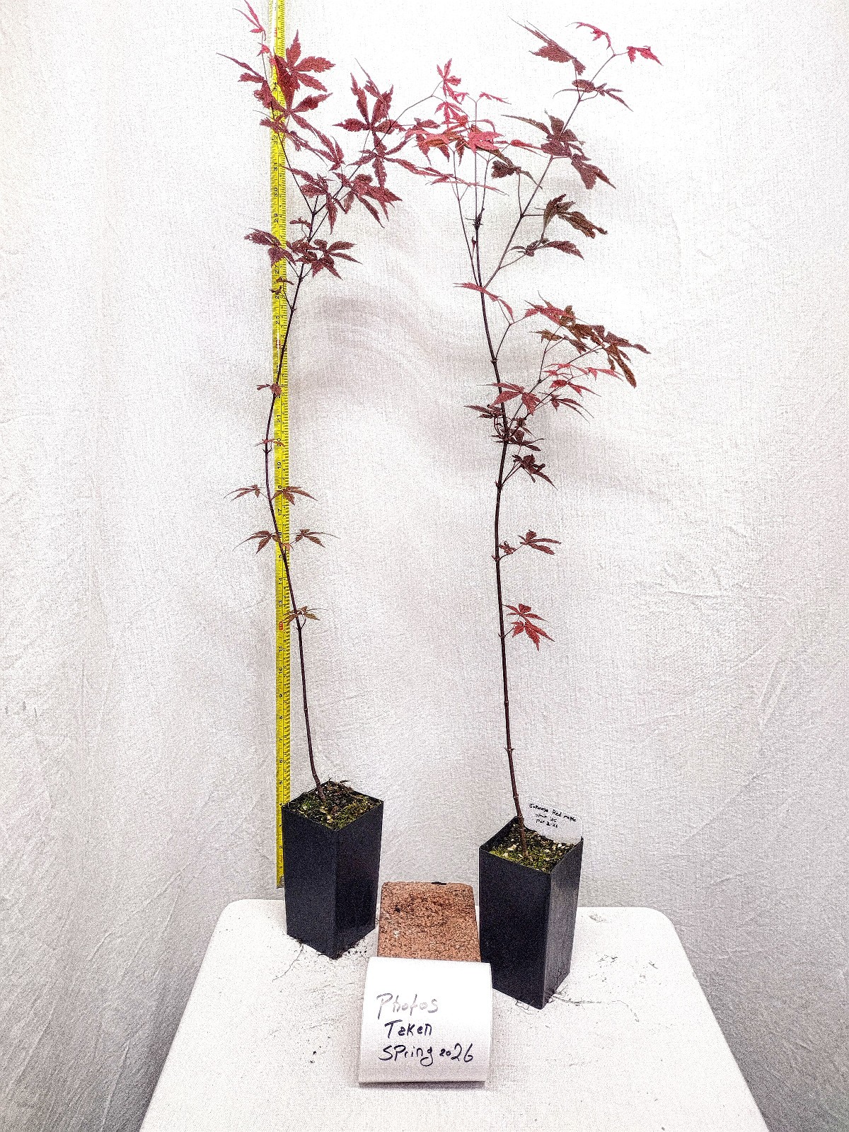 Red Japanese Maple tree in nursery pot. Acer palmatum ‘Atropurpureum’.