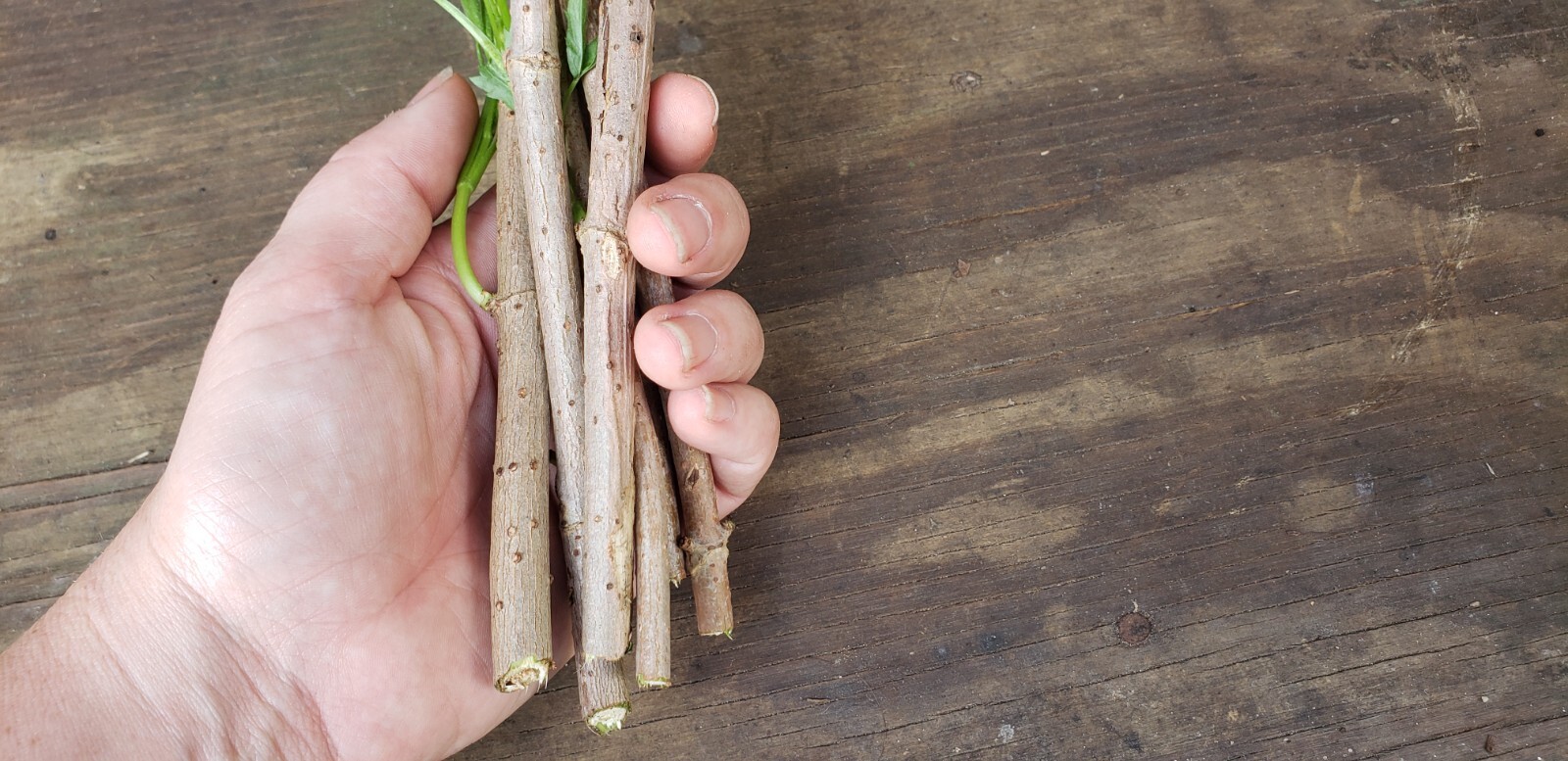 10 Wild Native Organic American Elderberry Cuttings