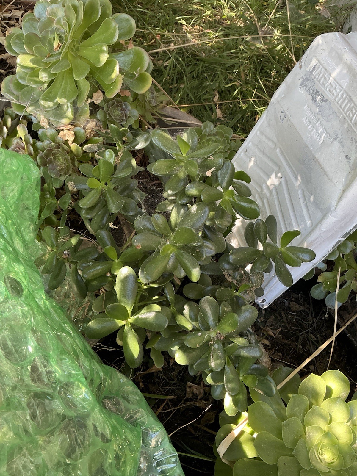 Healthy lush green Crassula Ovata Jade Plant cluster, Rooted 19” tall with roots