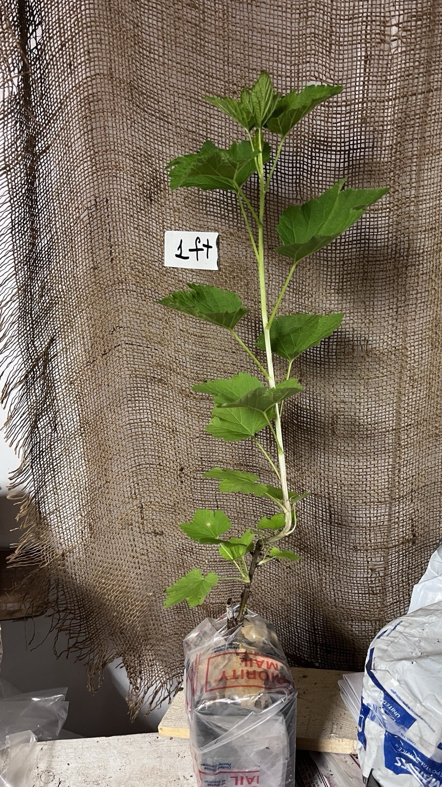12-18″ tall Gloire de Sablons Pink Currant Rooted Cutting dormant plant