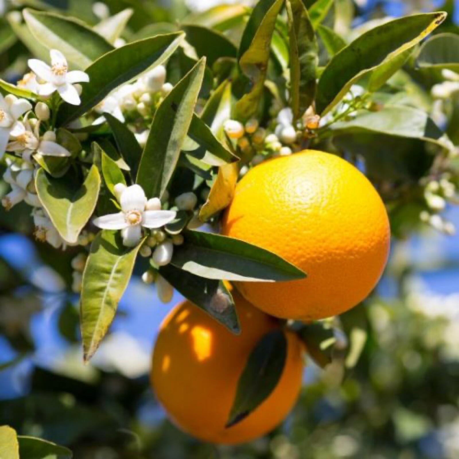 California only!! Valencia Sweet Semi-Dwarf Orange 18-36″ tall, grafted