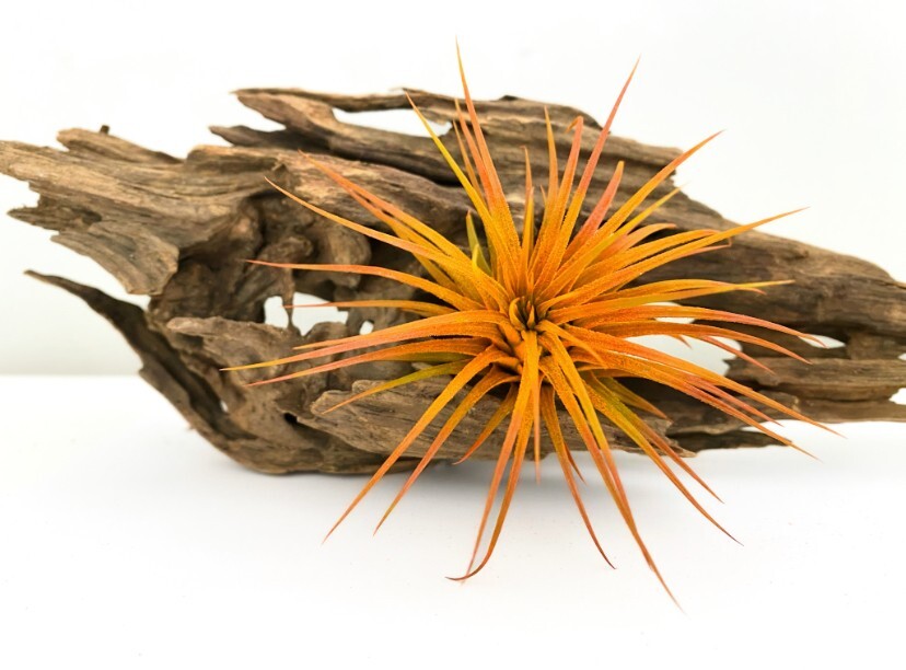 Air Plant 3 Pack Assortment – 3 COLORs of Tillandsia Airplants Free SHIPPING
