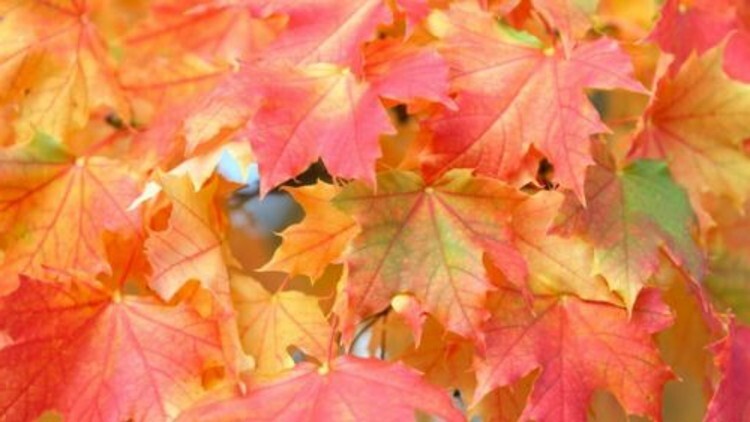Acers Saccharums Maple Sugar Trees Multiple Exposures In Various Soils Quart Pot