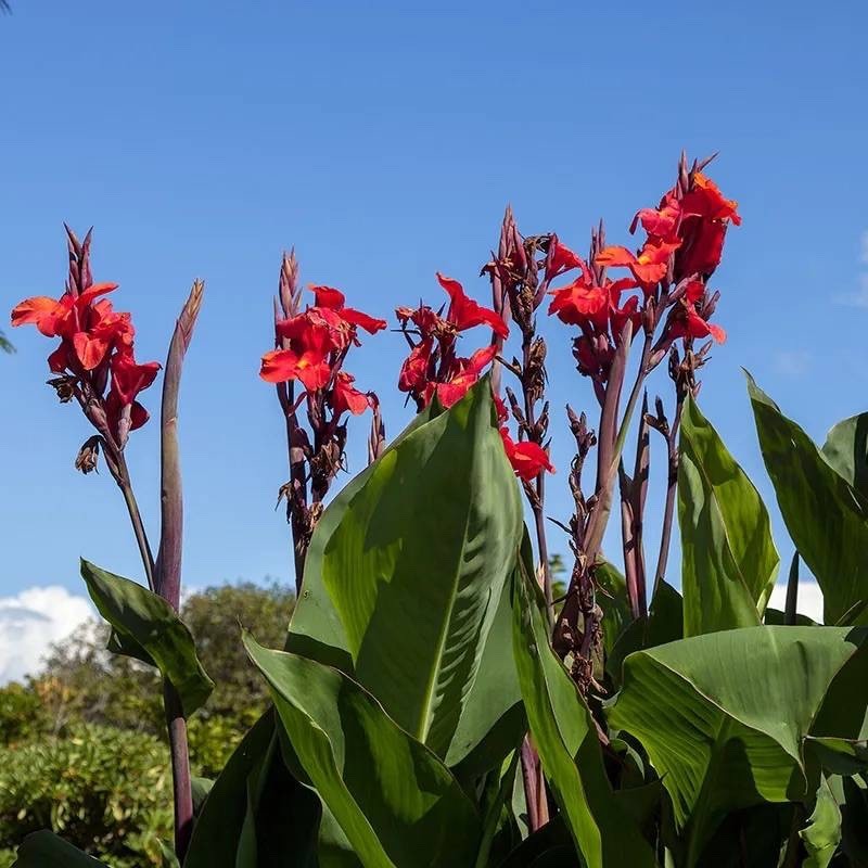 Lot Of 5 Magnificent Red Hummingbird 6-8′ Tall Canna Lilly Bulbs Free Shipping