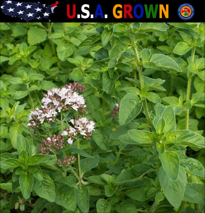 1000 Italian Oregano Seeds Culinary Herb Heirloom