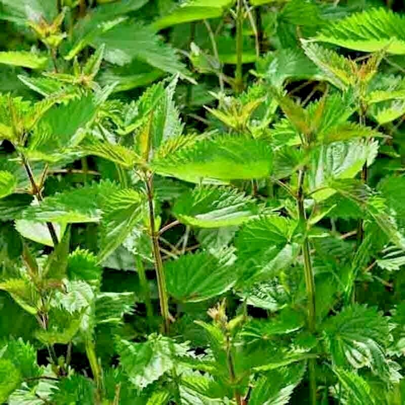 2000+ STINGING NETTLE SEEDS HEIRLOOM SPRING PERENNIAL HERB MEDICINAL POLLINATORS