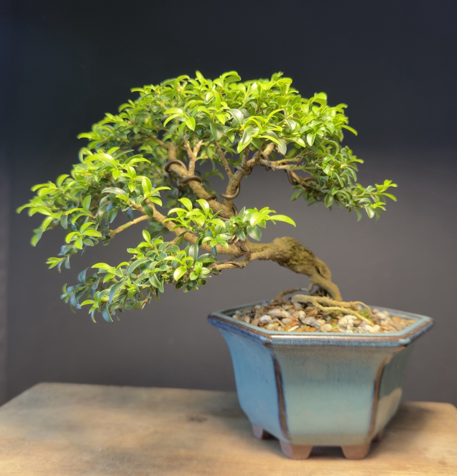 Bonsai Tree Kingsville Boxwood 10+ Years Old 5 1/2” Tall Quality Chinese Pot