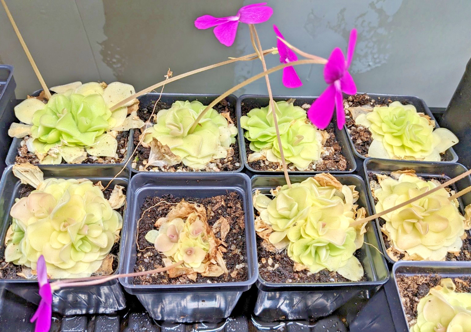 Pinguicula Butterwort (morenensis / wesser)