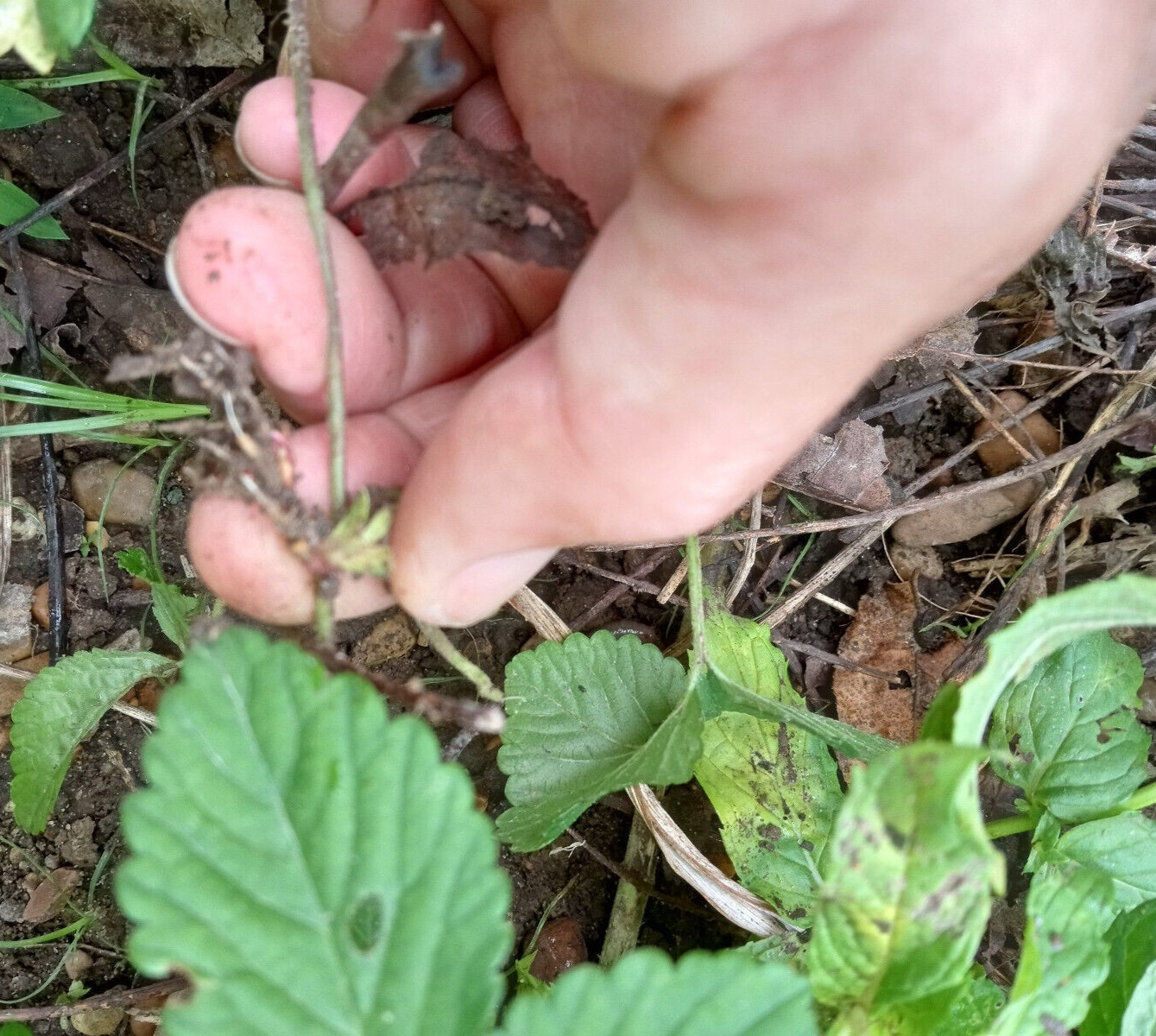 Wild Strawberry/Indian Strawberry ( Duchesnea indica) Ground Cover- 2 Plants