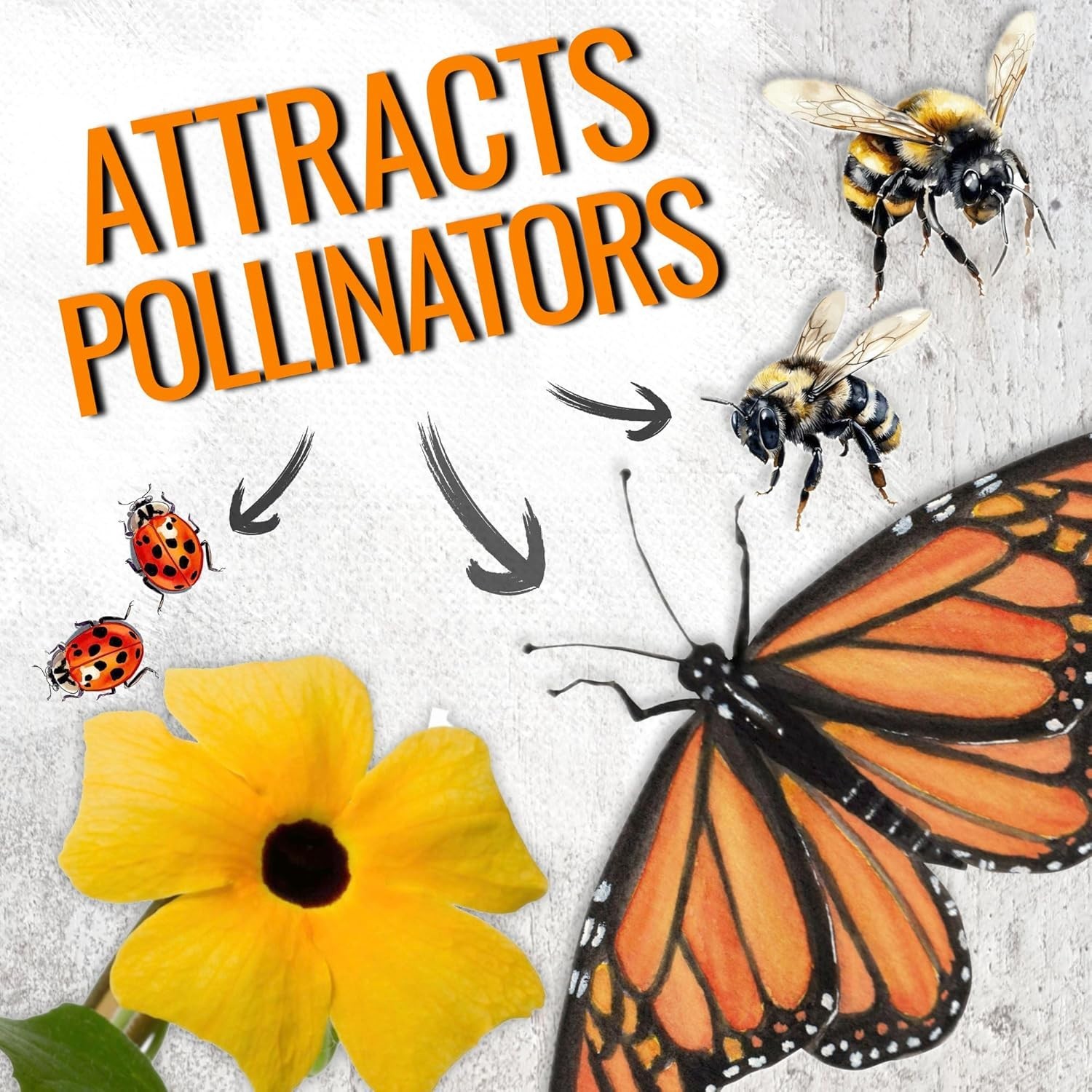 Create Natural Privacy with 100 Black-Eyed Susan Vine Seeds – Butterfly Friendly