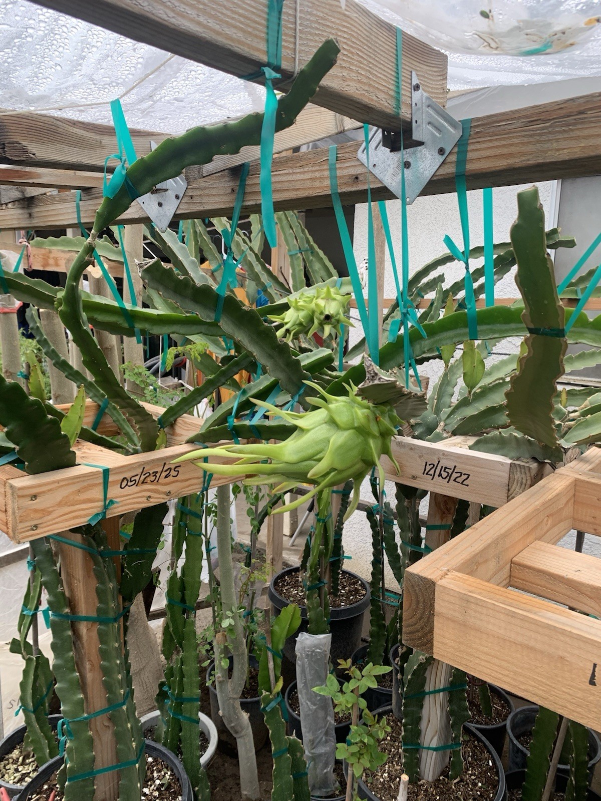 unknown dragon fruit