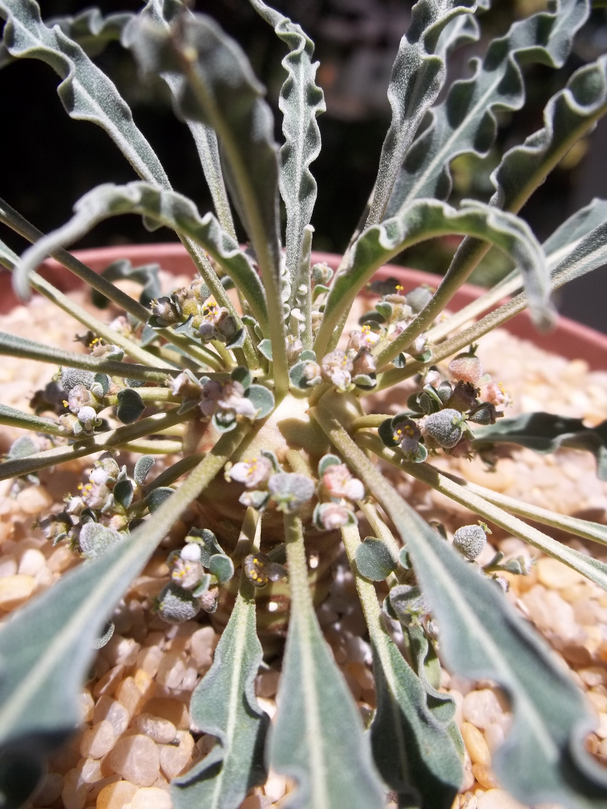 Euphorbia hadramautica, exotic rare madagascar bonsai cacti caudex seed 10 seeds