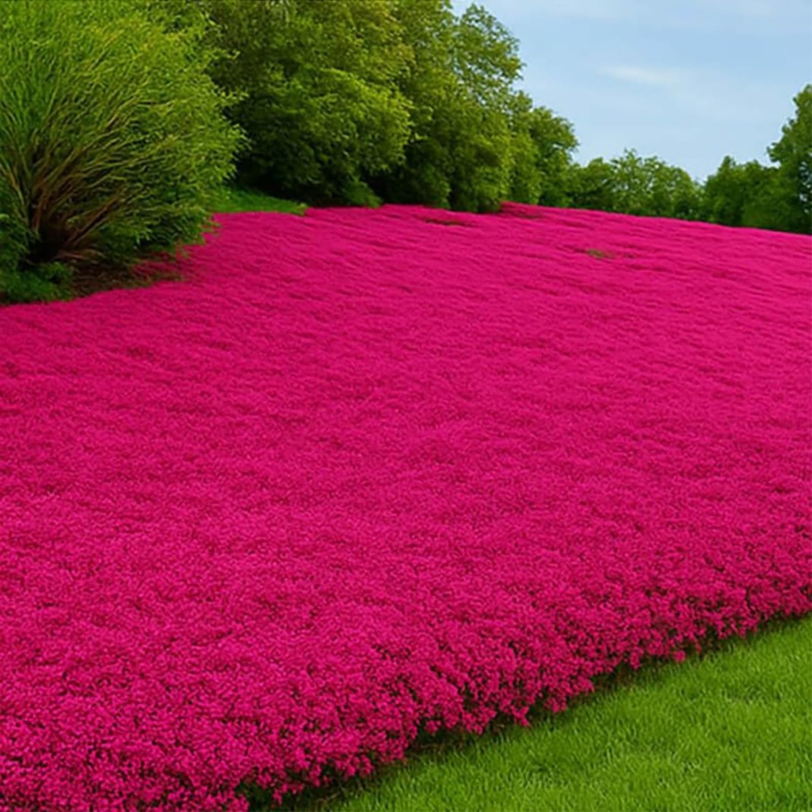 20000+ Red Creeping Thyme Seeds Ground Cover Plant