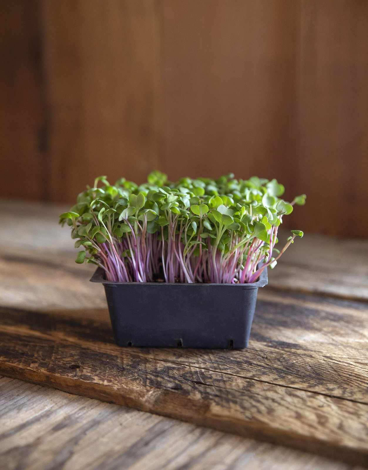 Rainbow Radish Sprouting Seed Mix | Heirloom Non-GMO Seeds Purple,Red,White