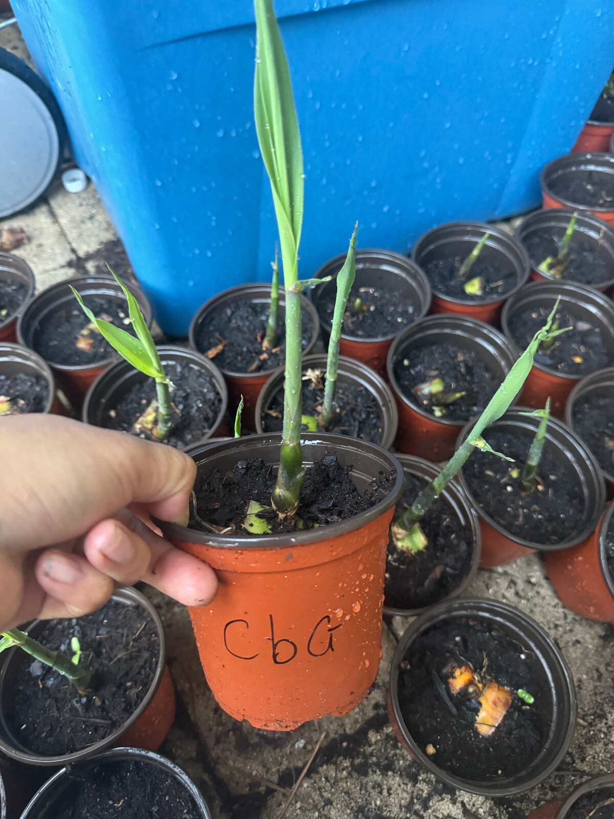 1 Pot Hawaiian UAHIAPELE Sugar Cane /sugarcane / Rooted Plants Chewing / juice