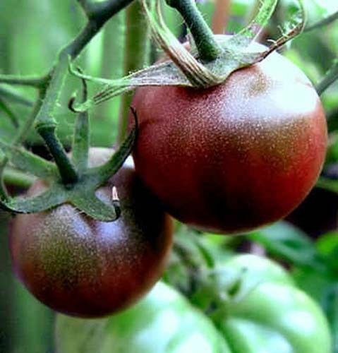 Tomato Black Cherry (Lycopersicon Esculentum) Great Garden Vegetable 50 Seeds