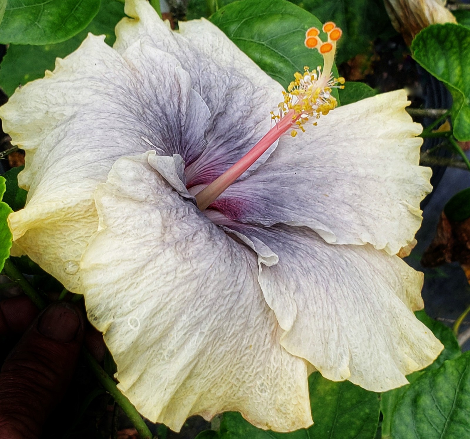 FAIRY MUSIC Tropical Hibiscus Plant Single Pale Yellow Lavender Flower