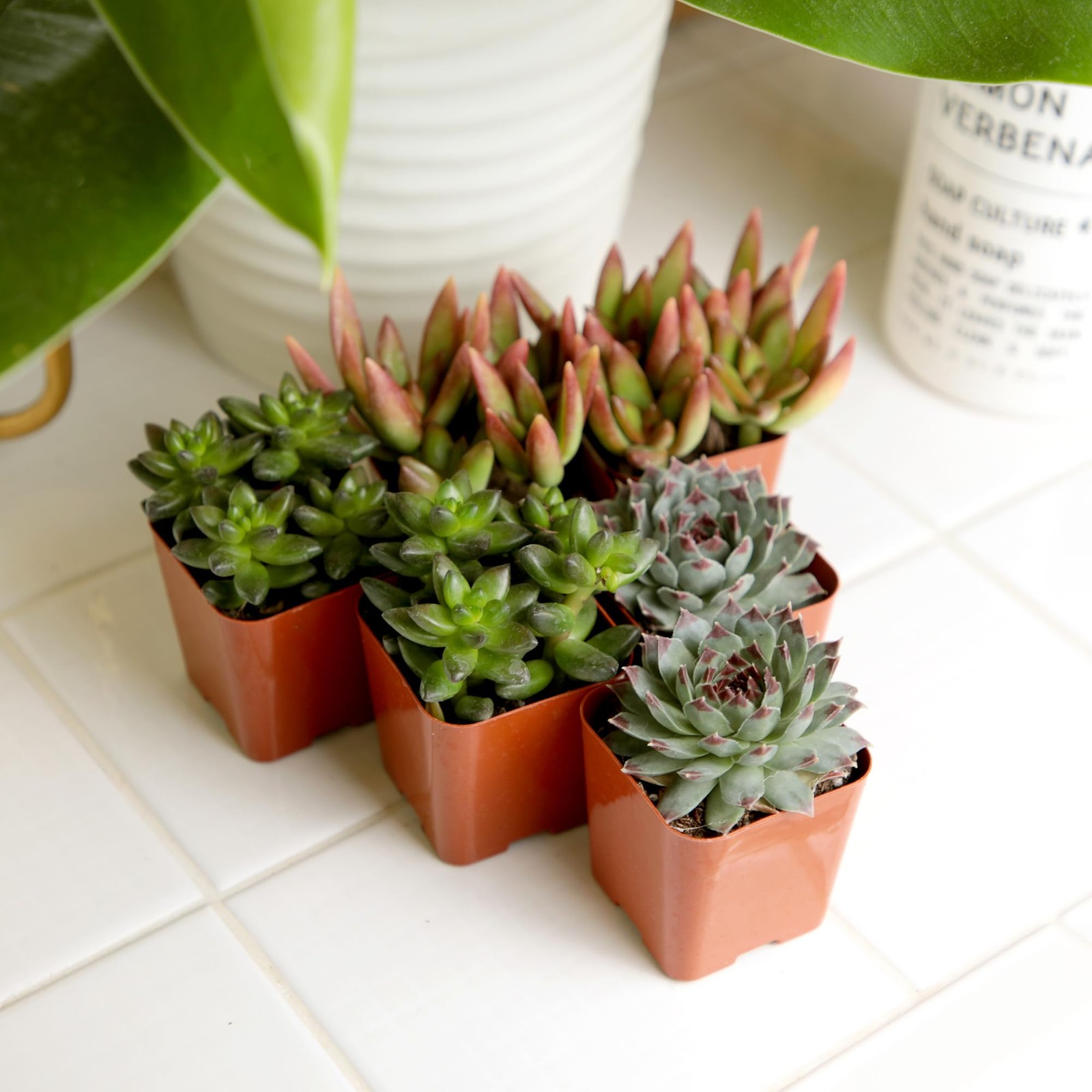 Colorful Deluxe Live Succulent Plants (6 Pack), Assorted Colors, No Duplicate…