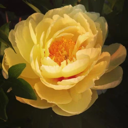 Bartzella Itoh Bareroot Peony, 2-3 Eye, Great for Fall or Spring Planting!