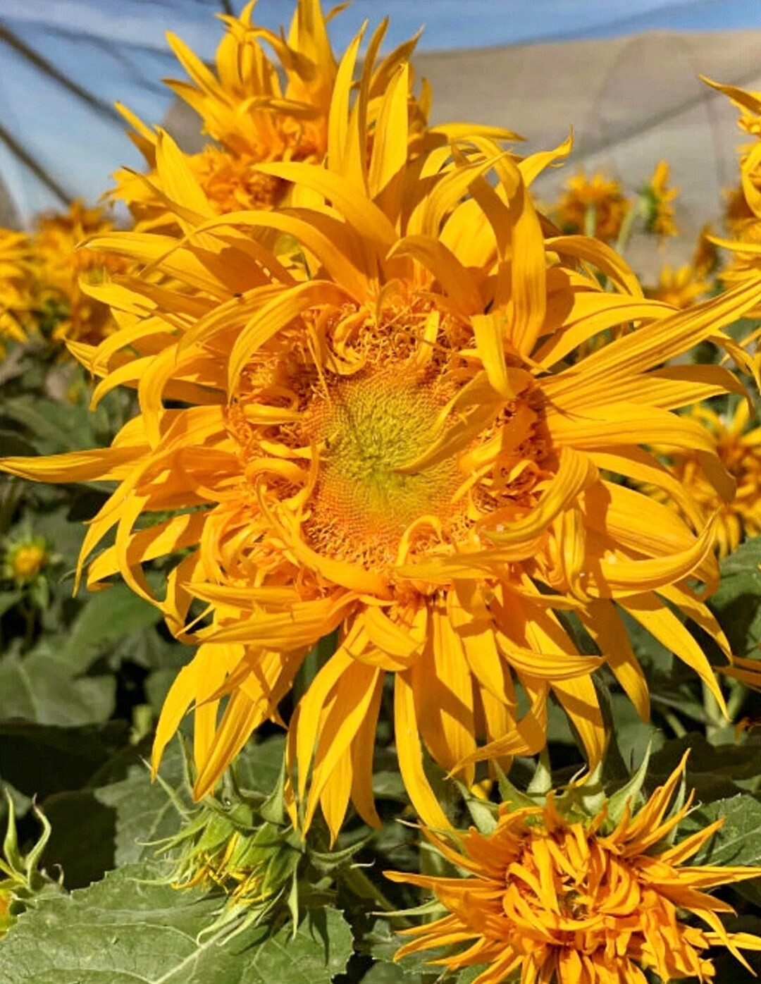 Just Crazy Sunflower Seeds Free Shipping!
