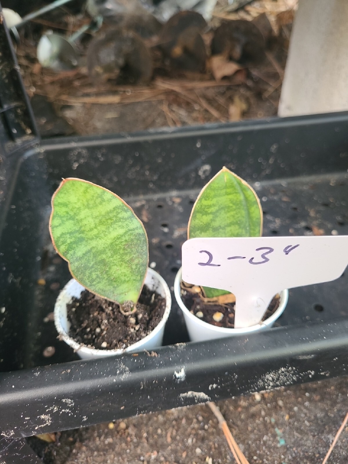 Baby Sansevieria Masoniana Whale Fin Snake Plant 2-3″ in 2″ pot rooted