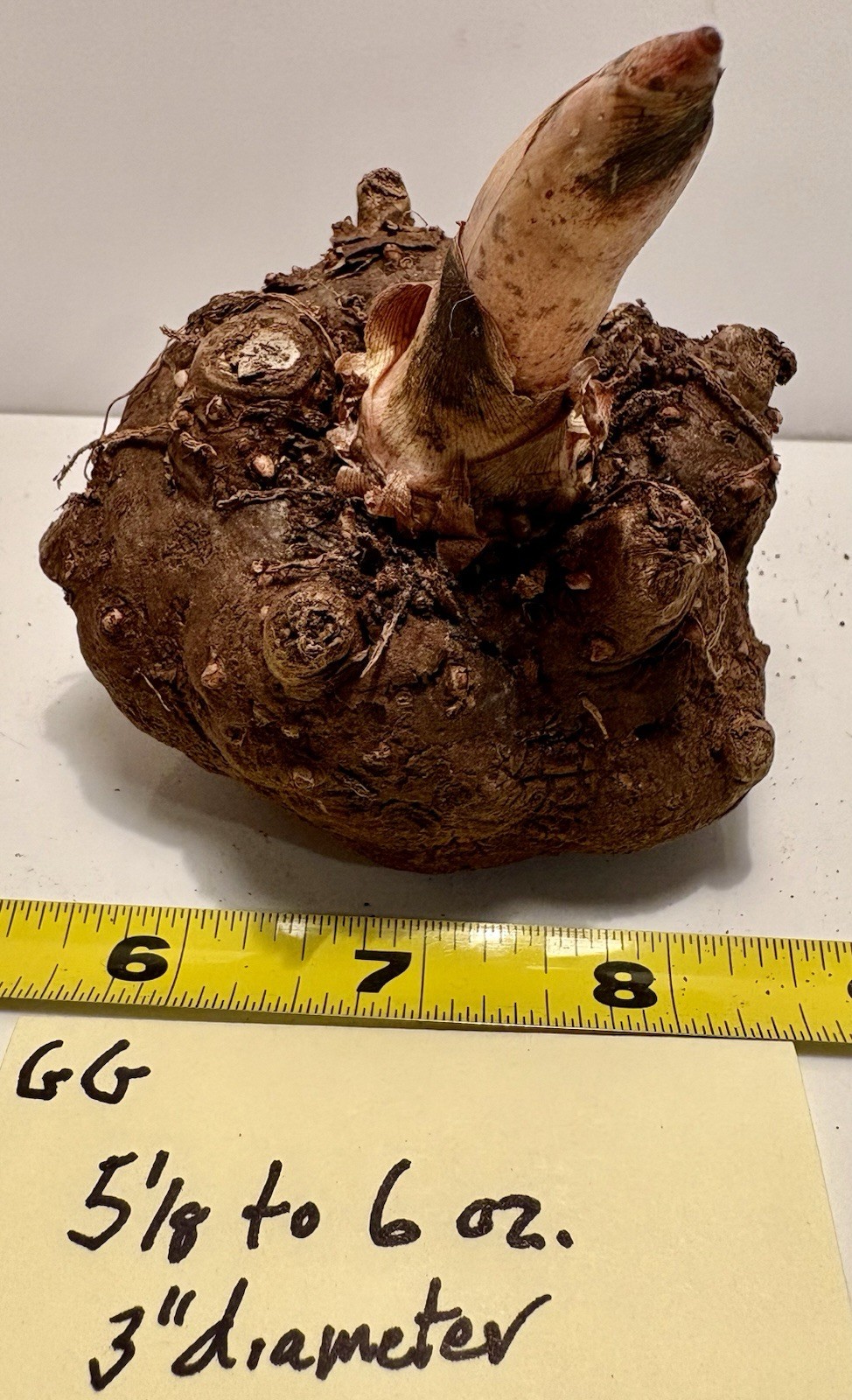 AMORPHOPHALLUS KONJAC ‘Gordon’s Gold’ 1 Dormant Bulb, (Voodoo Lily) Arisaema