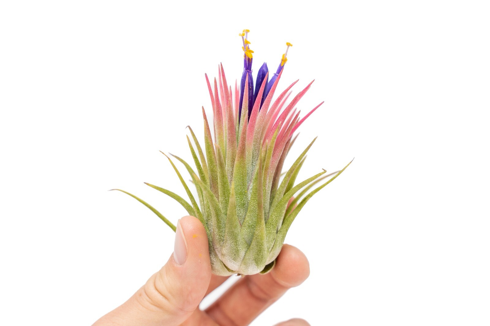 Large Tillandsia Ionantha Rubra Air Plants – Live – Indoor/Outdoor House Decor