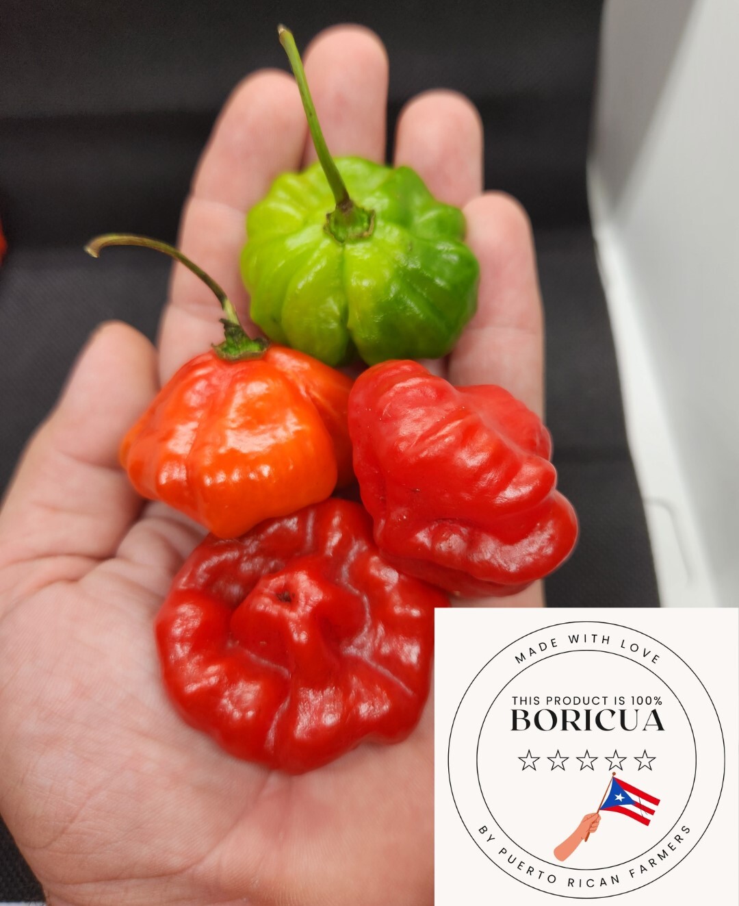(Seeds) Aji Dulce Grandes de Puerto Rico, 100% Organic, Sofrito, Sweet Pepper