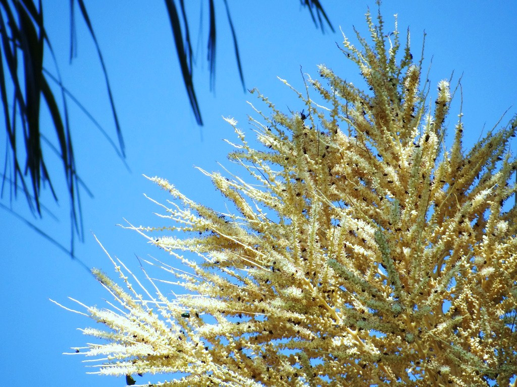 Roystonea Regia CUBAN ROYAL PALM tall tree ornamental palms plant seed 100 seeds